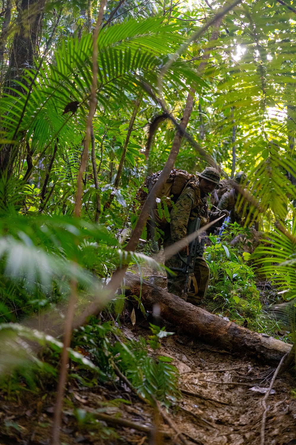 MRF-D 25.3: 3rd Bn., 11th Marines, trains in jungle warfare tactics