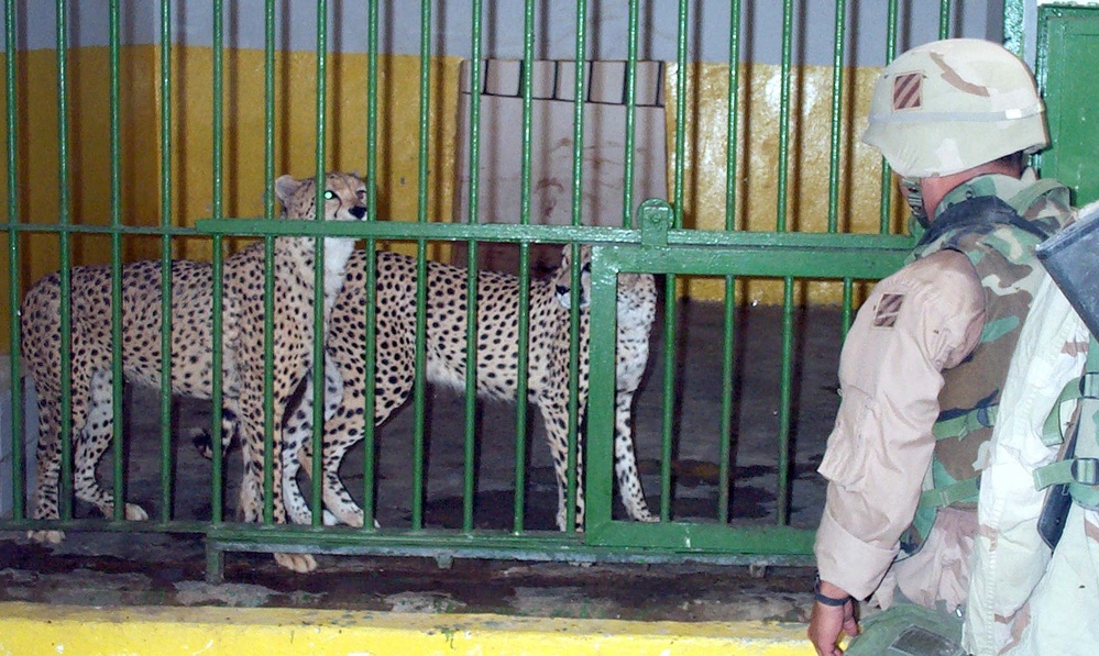 U.S. Troops Help Restore Baghdad Zoo After Wartime Damage