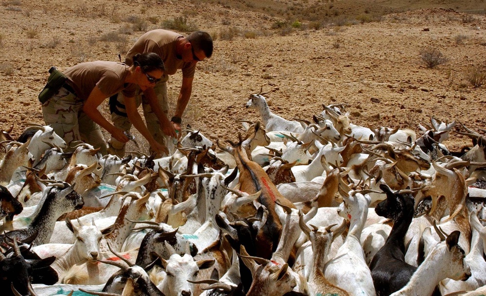 U.S. Soldiers Provide Veterinary Care to Goats in Djibouti