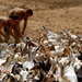 U.S. Soldiers Provide Veterinary Care to Goats in Djibouti