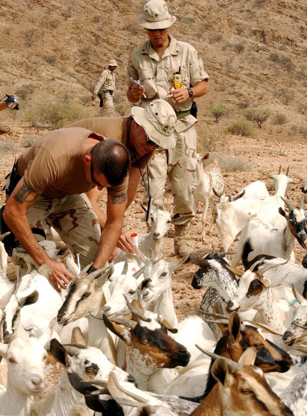 U.S. Soldiers Provide Veterinary Care to Goats in Djibouti
