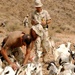 U.S. Soldiers Provide Veterinary Care to Goats in Djibouti