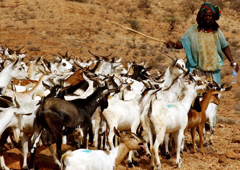 Civil Affairs Battalion Provides Veterinary Care to Shepherd's Flock in Djibouti