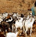 Civil Affairs Battalion Provides Veterinary Care to Shepherd's Flock in Djibouti