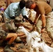 U.S. and French Militaries Provide Veterinary Care in Djibouti