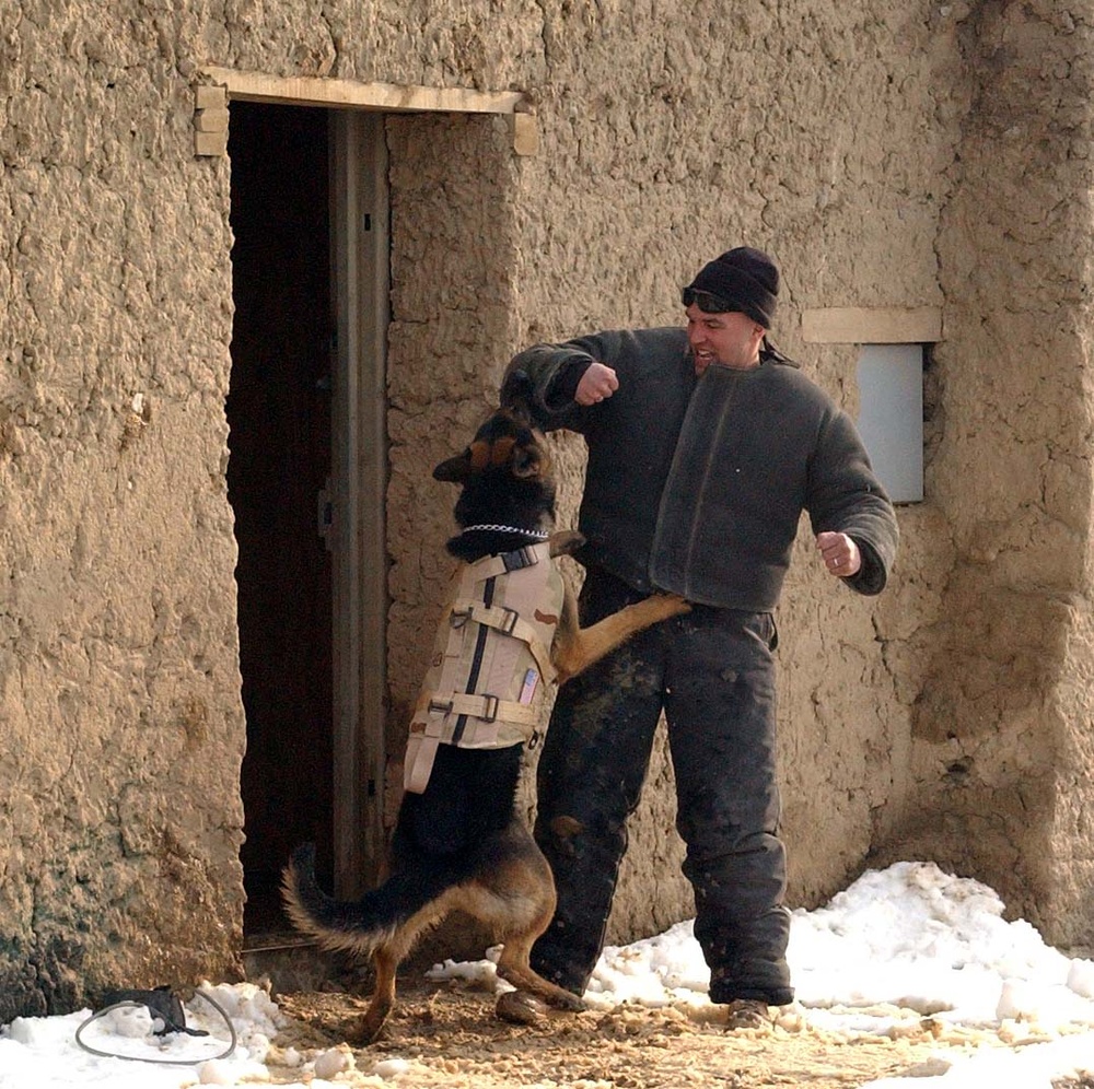 Military Dog Attacks Handler During Training Exercise