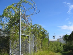 Overgrown Camp X-Ray Sits Abandoned at Guantanamo Bay