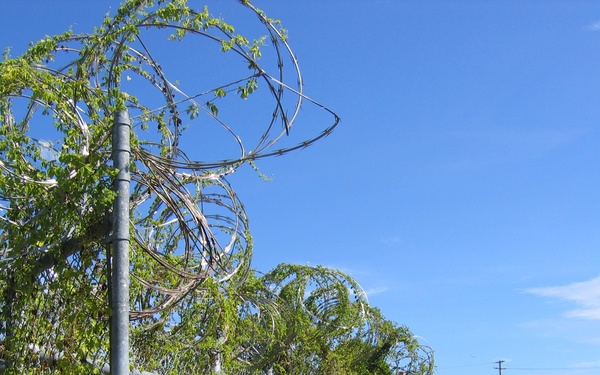 Overgrown Camp X-Ray Sits Abandoned at Guantanamo Bay