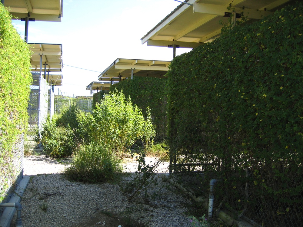 Overgrown Camp X-Ray Sits Abandoned at Guantanamo Bay