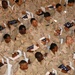143 U.S. Military Members Become Citizens at Iraq Naturalization Ceremony