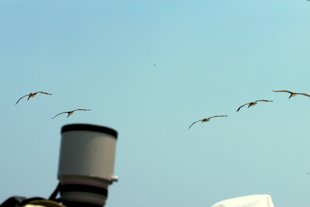 Unscheduled Pelican Flyover Delights Air Show Crowd