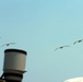 Unscheduled Pelican Flyover Delights Air Show Crowd