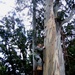 Senior Enlisted Advisor Climbs 'Rambo Bridge' at South African Army Training Base