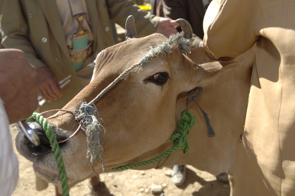 Veterinary Civil Action Plan Addresses Cow's Loss of Appetite in Yemen
