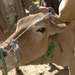 Veterinary Civil Action Plan Addresses Cow's Loss of Appetite in Yemen