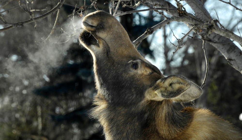 Moose Nibbles on Branches Near Gen. Pace's Quarters at Elmendorf AFB