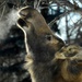 Moose Nibbles on Branches Near Gen. Pace's Quarters at Elmendorf AFB