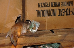 Rats Nest in Abandoned Military Rations in Saddam Hussein's Bunker