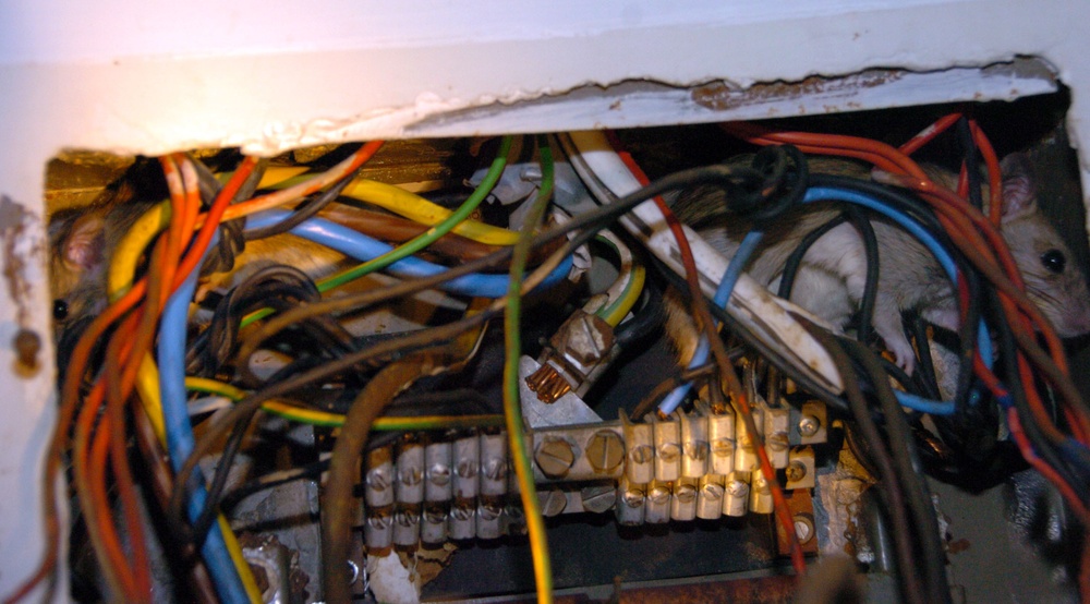 Rats Overrun Abandoned Underground Bunker Near Baghdad