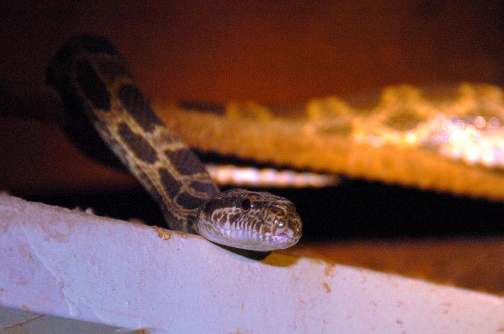 Snakes Kept Saddam's Bunker From Being Overrun by Rats