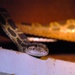 Snakes Kept Saddam's Bunker From Being Overrun by Rats