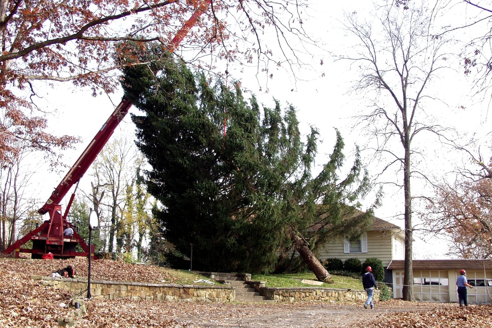 Louisville's 'Pride of America' Tree Felled After 16 Years