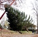 Louisville's 'Pride of America' Tree Felled After 16 Years