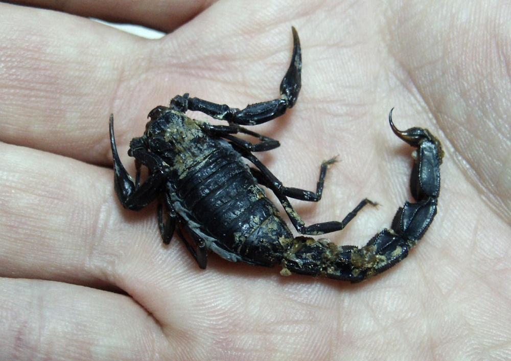 Deadly 2-Inch Scorpion Stings U.S. Army Entomologist in Kuwait