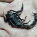 Deadly 2-Inch Scorpion Stings U.S. Army Entomologist in Kuwait