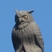 Iconic Wooden Owl to Perch Atop New Pentagon Hot Dog Stand