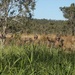 31st MEU | Animal Co. BLT 1/7 conducts simulated assault and seizure