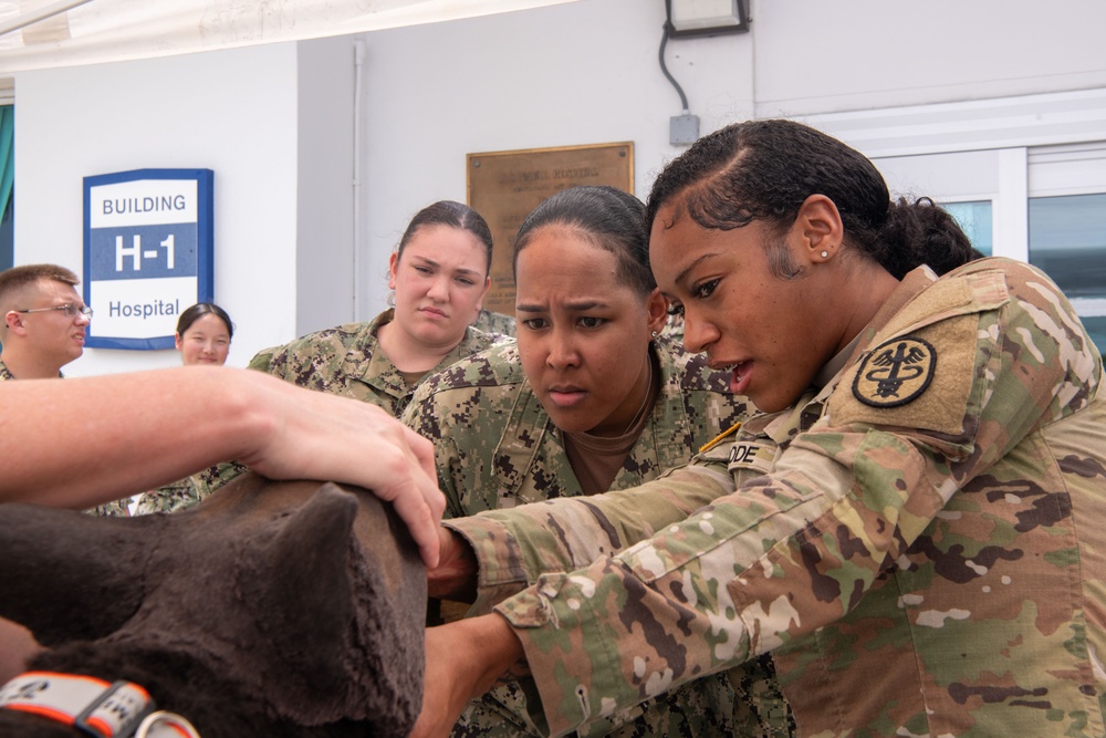 Navy Medicine Readiness and Training Command (NMRTC) Guantanamo Bay hosts K9 tactical Combat Casualty Care training