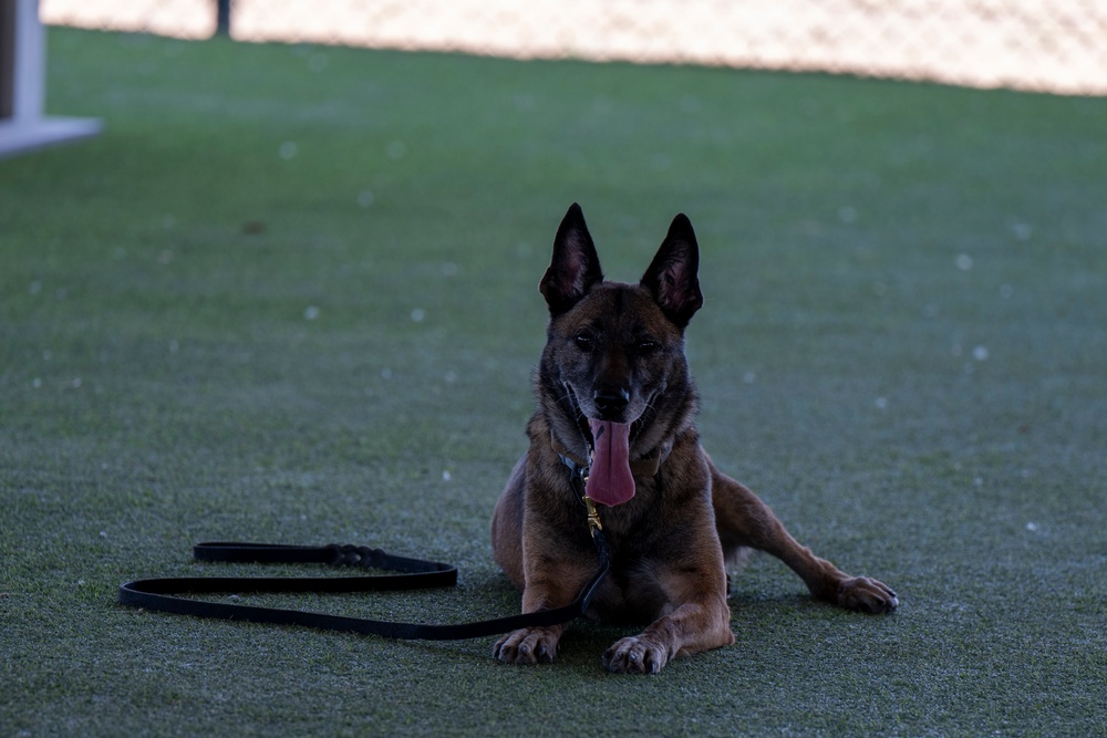 Four-Legged Defenders on Duty: 39th SFS Showcases Mission Readiness