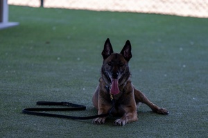 Pet Services and Boarding Kennel