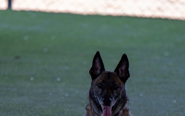Four-Legged Deffenders on Duty: 39th SFS Showcases Mission Readiness