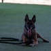 Four-Legged Defenders on Duty: 39th SFS Showcases Mission Readiness