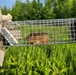Babesiosis, Lyme Disease Emerging Co-Infection Threat from Deer Ticks in Maryland