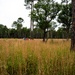 Rapid Wetland Assessment | Wet Pine Flatwood
