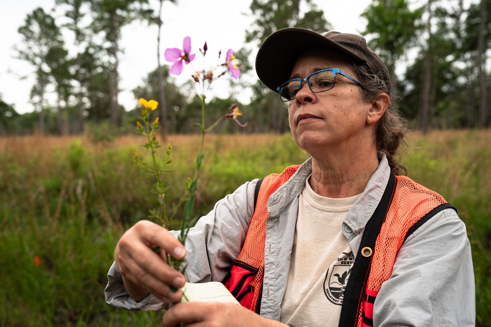 Rapid Wetland Assessment | Wet Pine Flatwood