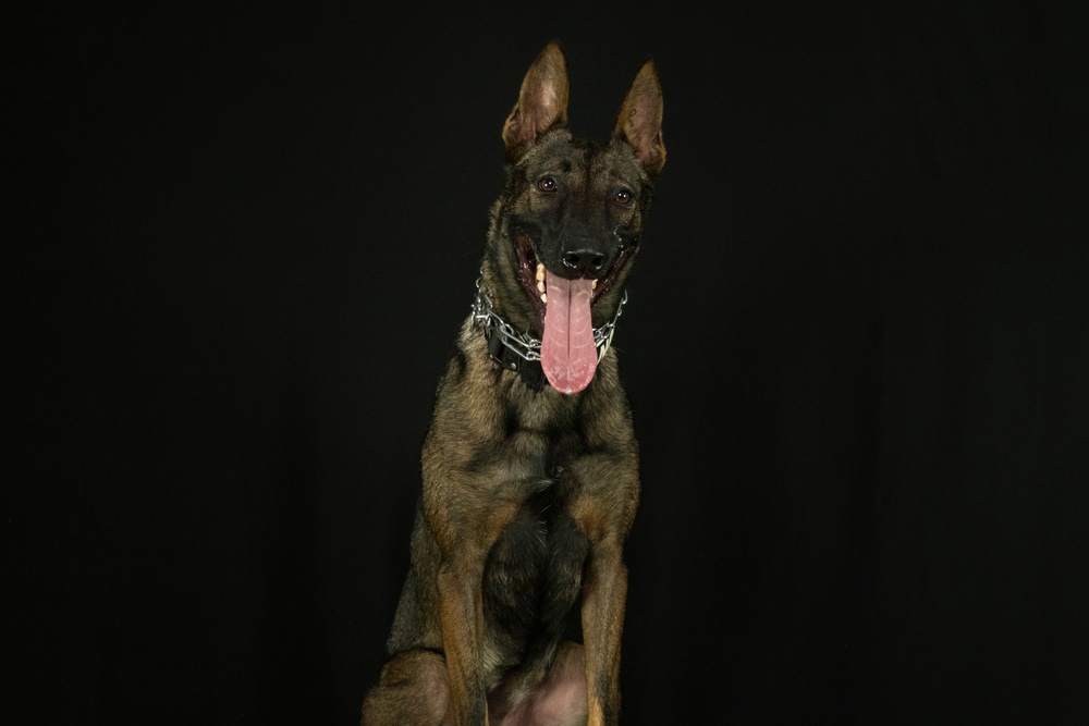 947th K9 of the Capital Competition