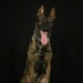 947th K9 of the Capitol Competition