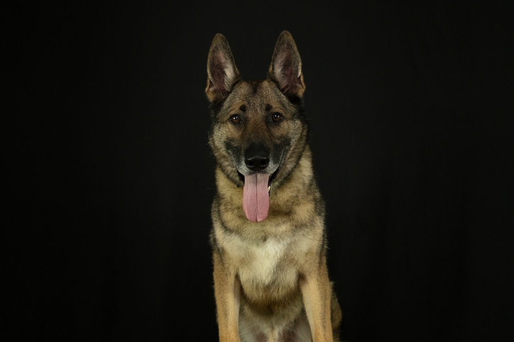 947th K9 of the Capitol Competition