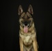947th K9 of the Capitol Competition