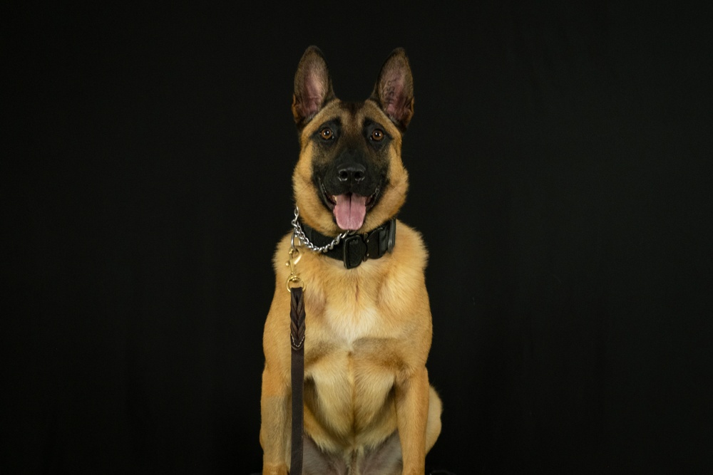 947th K9 of the Capitol Competition