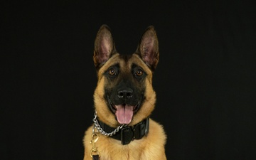 947th K9 of the Capitol Competition