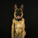 947th K9 of the Capitol Competition