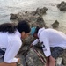 Turtle Patrol