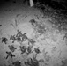 Turtle Patrol