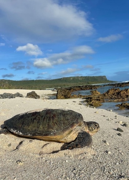 Turtle Patrol