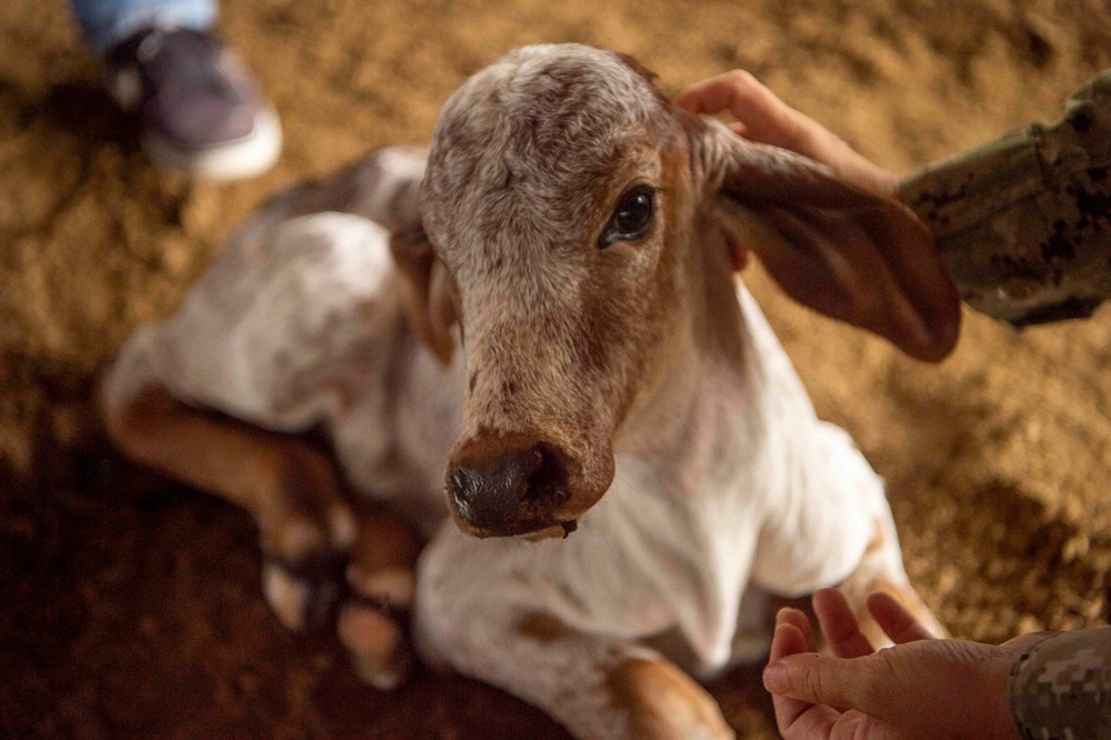 USNS Comfort Veterinarian SMEE in Ecuador